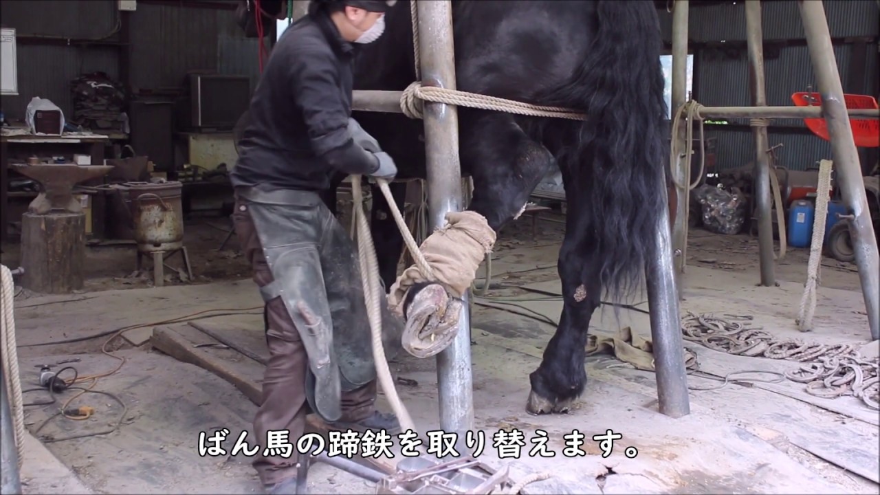 [ばんば通信] ばん馬の装蹄　髙橋装蹄所