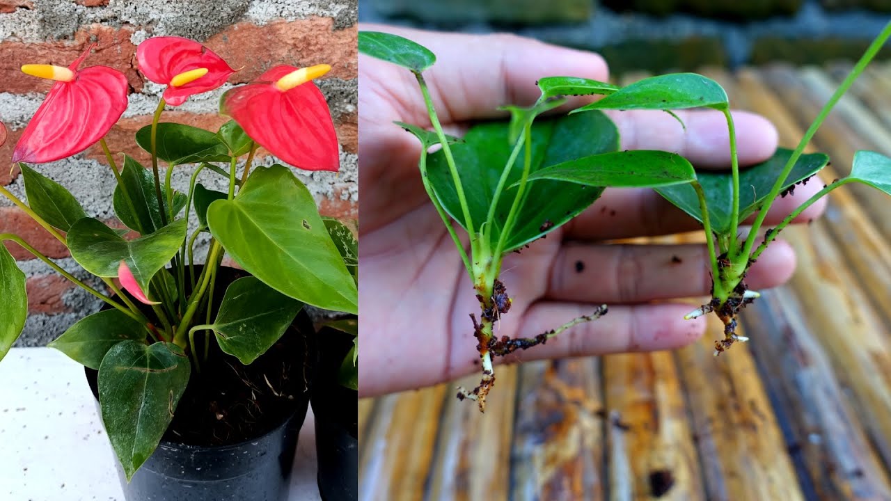 How to grow and care anthurium with updates