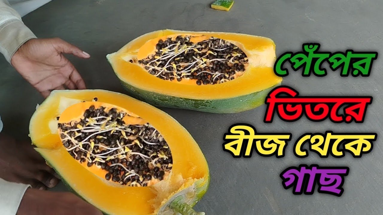 পেঁপের ভিতরে বীজ থেকে গাছে জন্ম। Agro Krishi BD 