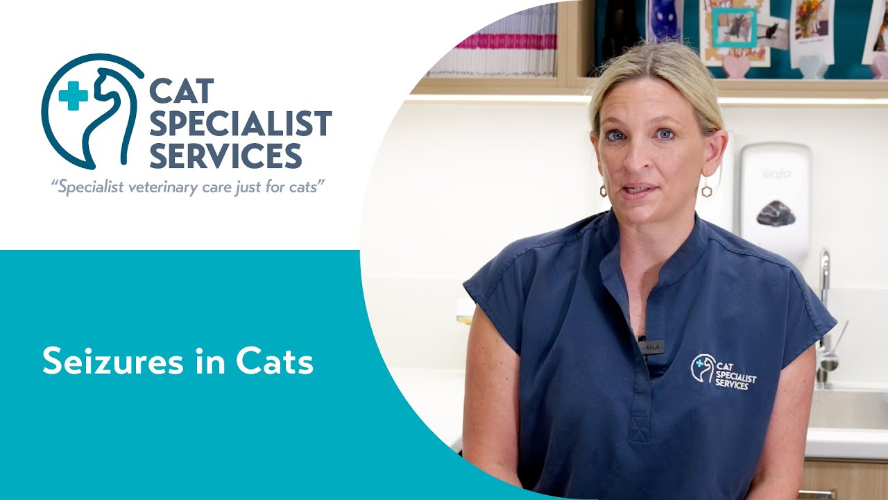 Seizures in Cats