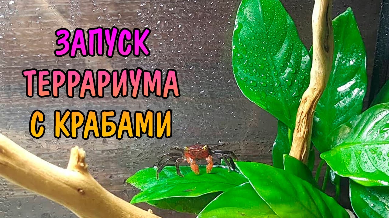 ЗАПУСК ТЕРРАРИУМА С КРАБАМИ Geosesarma sp. Red Devil