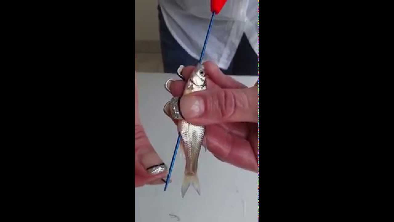 Hook Line & Threader live minnow demo