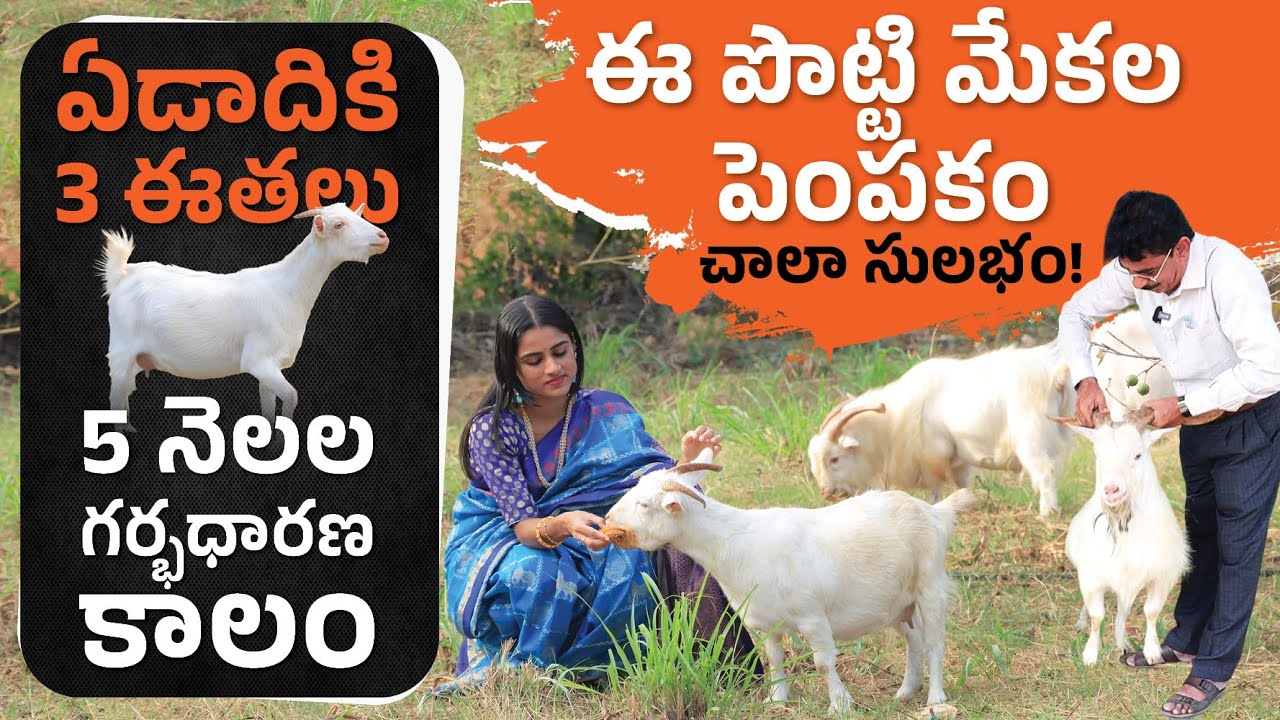 Goat Breeding Techniques in Telugu Modern Goat Farming Guide