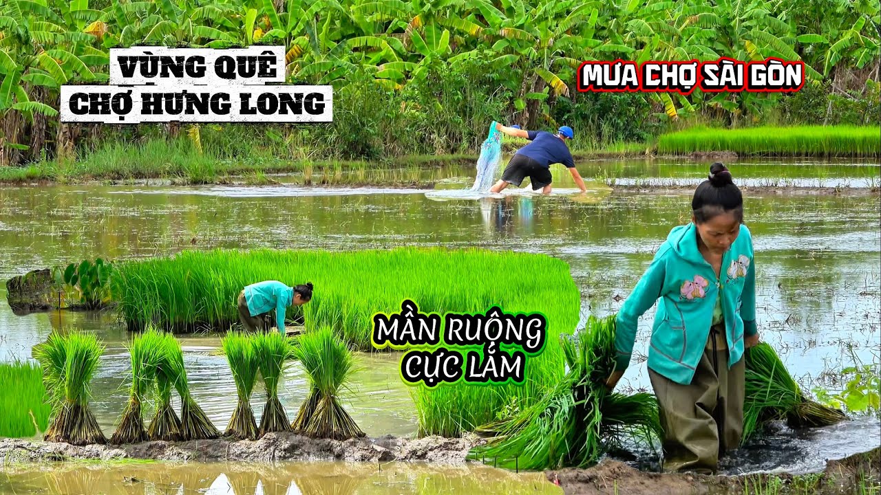 Lôi Mạ Đi Cấy Sài Gòn Vùng Quê , Mưa Sớm Chợ Hưng Long Buồn Thiu Bà Con Bán Chậm Ở Chợ .