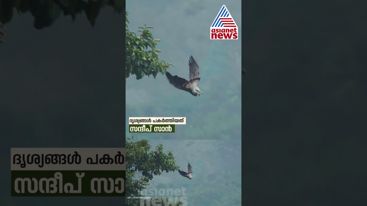 ചാലക്കുടി പുഴയിൽ ഇരപിടിക്കുന്ന വമ്പൻ  #Crocodile #Wildlife