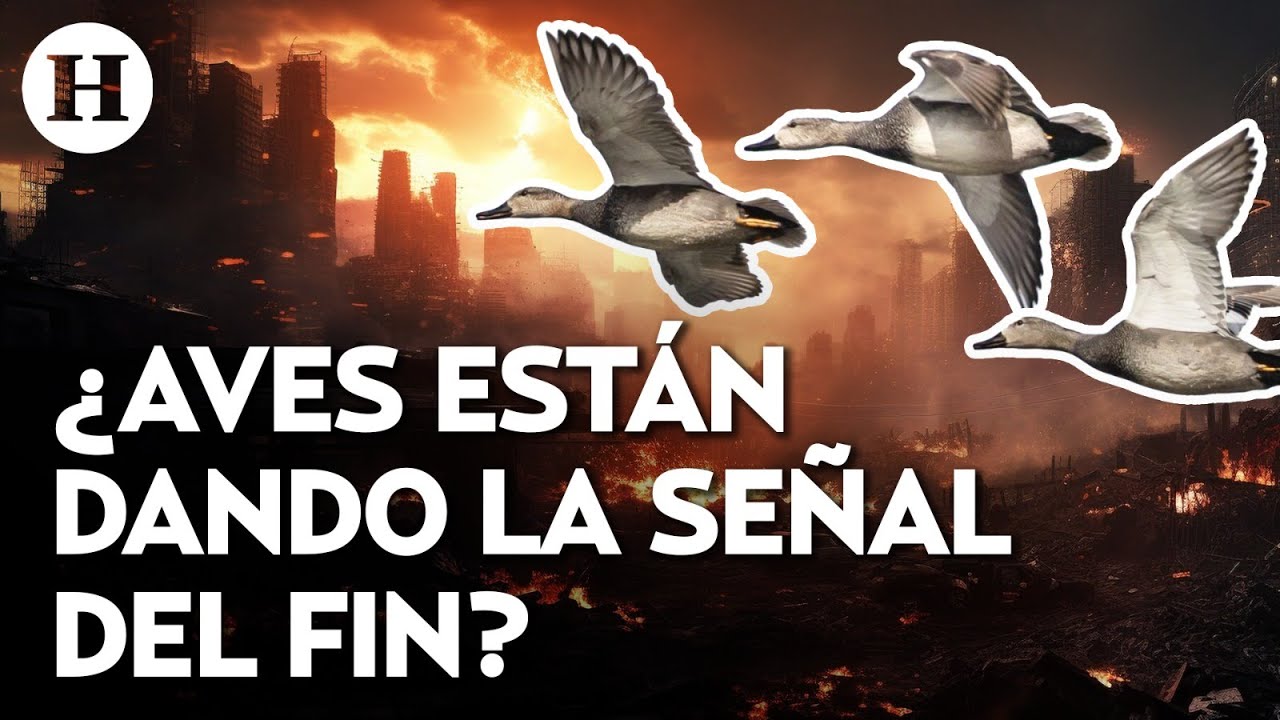 &iquest;Advierten el fin del mundo? Raro vuelo de aves alerta a cient&iacute;ficos y temen que sea una se&ntilde;al fatal