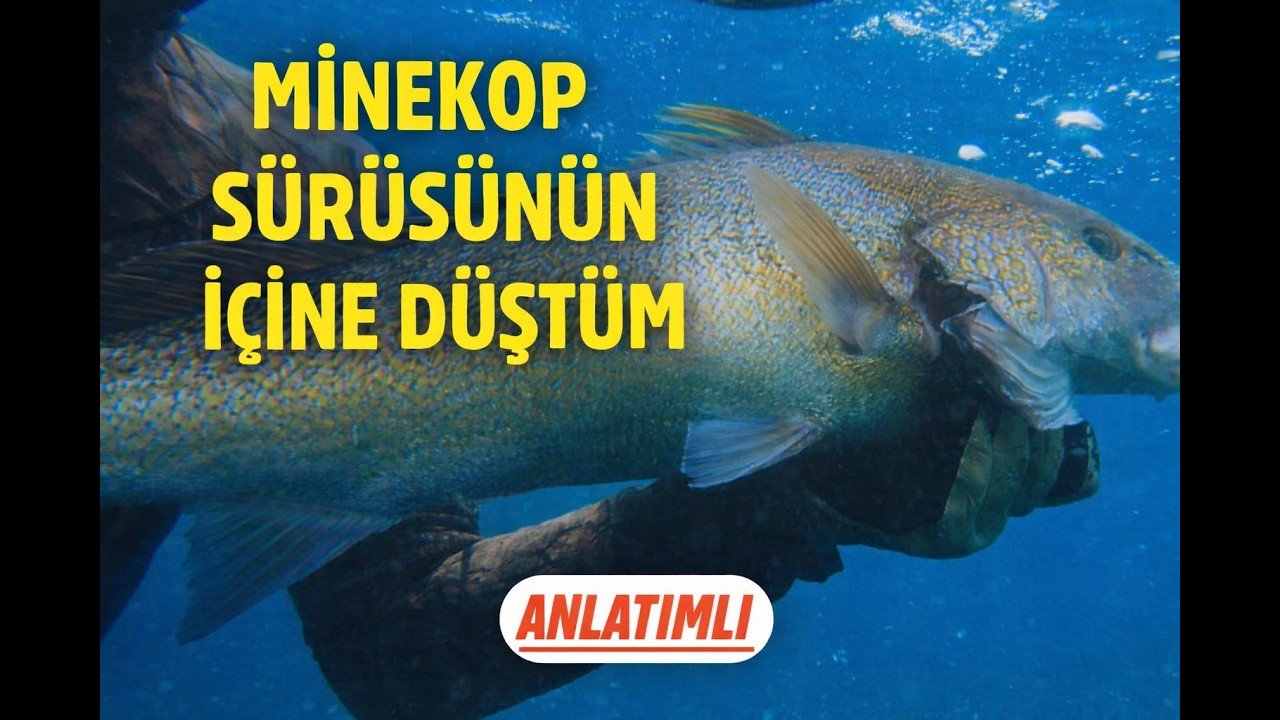 Minekop sürüsünün içine düştüm | Zıpkınla minekop, karakulak, karagöz, mırmır avları