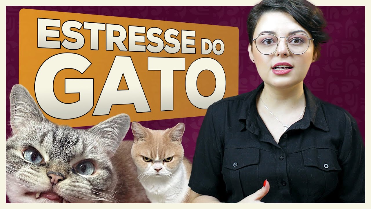 Gato Estressado | Porque o ESTRESSE afeta os GATOS