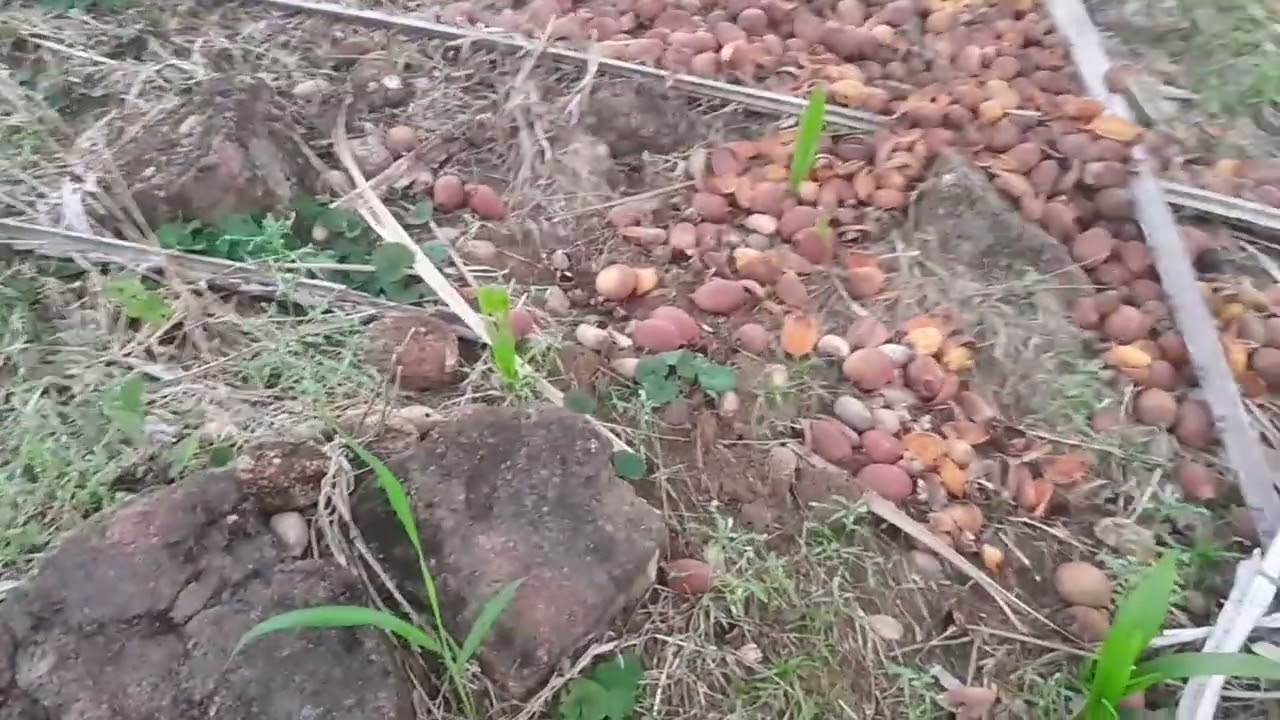 mostrando o capim novo para ver o tamanho