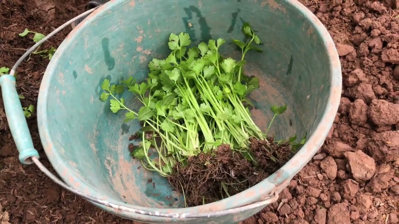 Grow celery from seeds to harvest