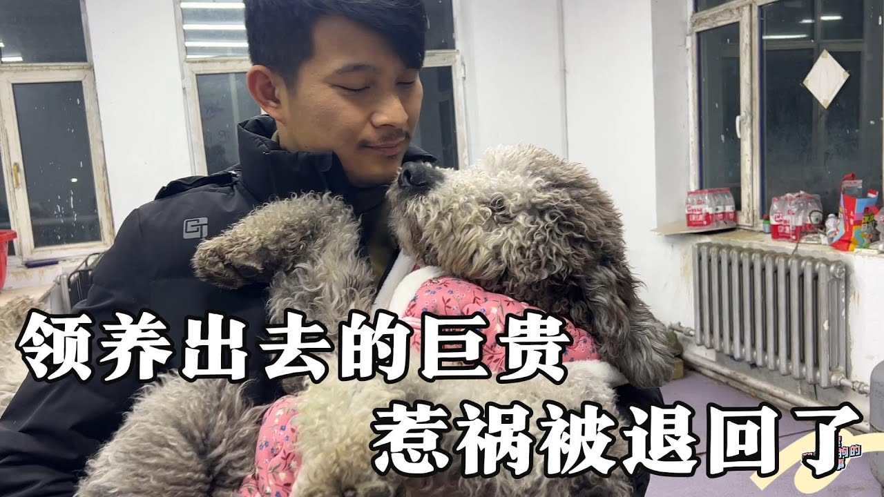 领养出去的巨贵被退回了，把人家电脑咬坏了，成功把自己作回来了  Dog  rescu in China  2023 12 31