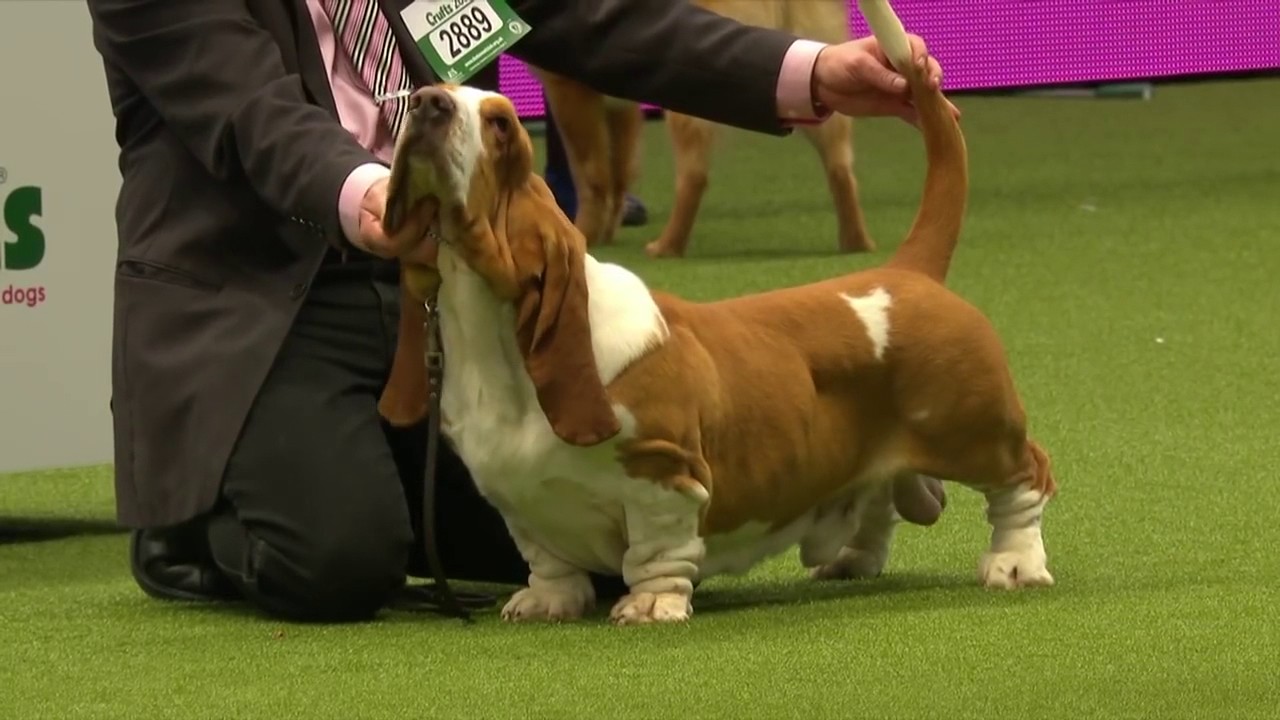 Crufts 2017 - Hound Group judging - Basset Hound - U´re my model van Grunsven - judge: G.Hill