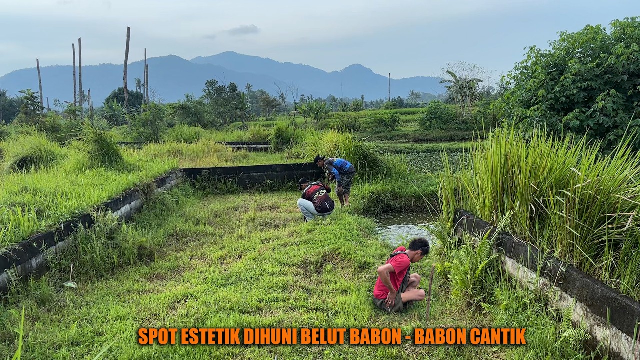 BIKIN BETAH !! PESONA SPOT CANTIK YANG DI HUNI BABON SUPER KUNING