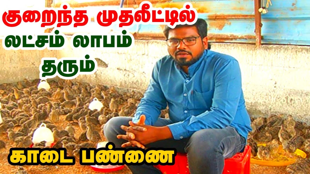 Quail Farming | குறைந்த செலவில் நிறைவான வருமானம் | காடை பண்ணையின் A-Z தகவல்கள் | Kaadai Valarppu
