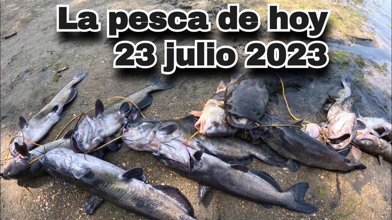 Nueva t&eacute;cnica para pescar bagres con jig que no falla