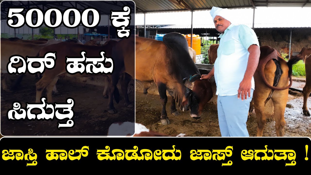 ಗಿರ್‌ ಕರುಗಳನ್ನ ಮಾರಾಕ ಕೊಡಲ್ಲ ಯಾಕಂದ್ರ ನಮಗ ಲಾಭ ಸಿಗಲ್ಲ | Gir Cow Farming in karnataka