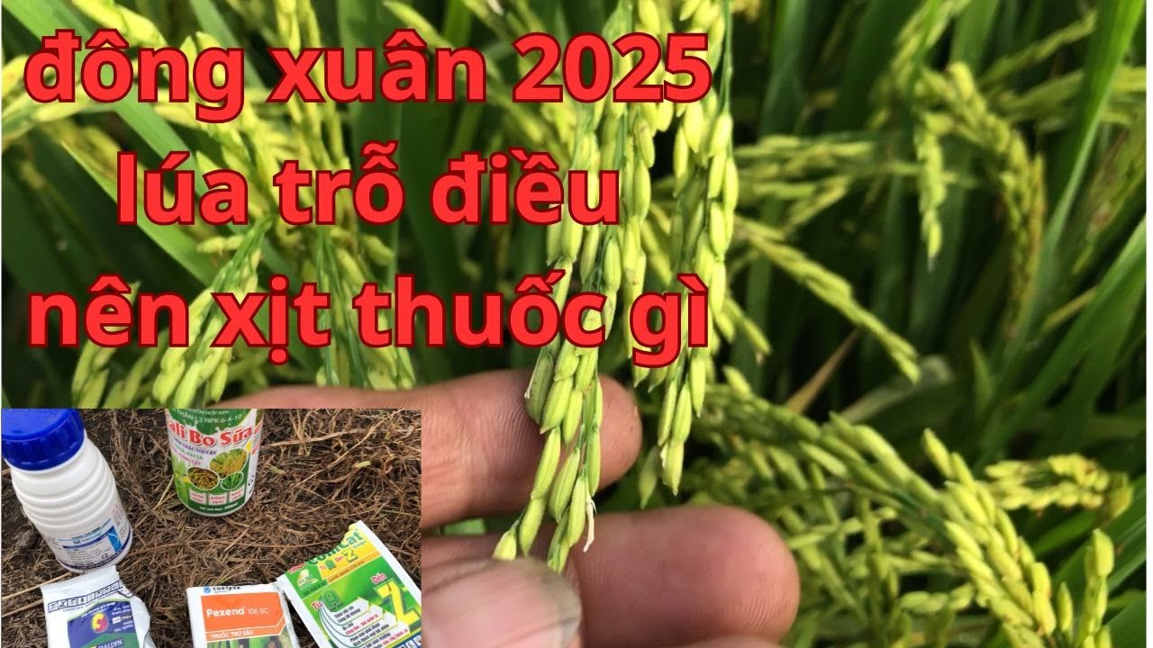 TRỖ ĐIỀU nên xịt thuốc gì, VÀO GẠO MẠNH, XANH LÁ, tới cắt,  khi có RẦY NÂU