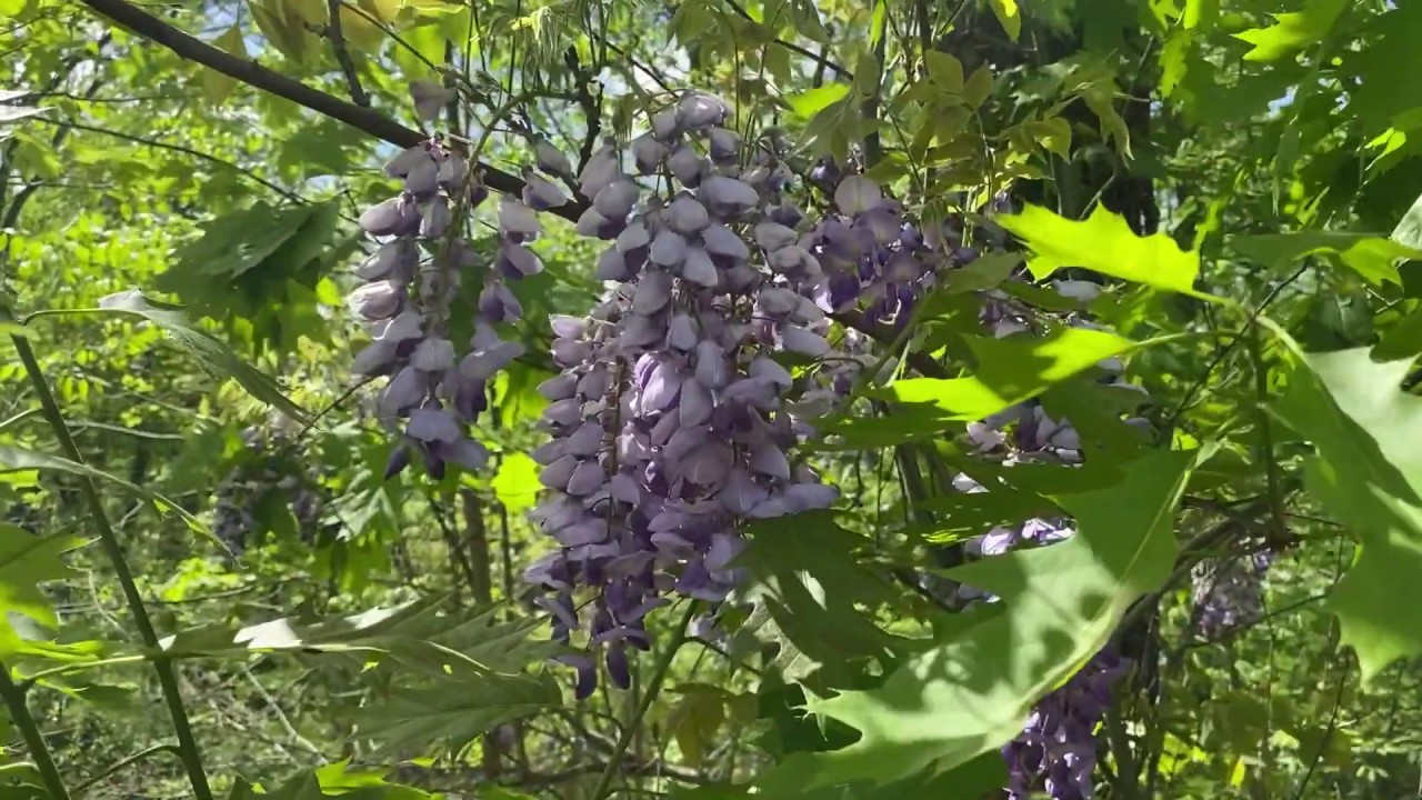 Wisteria Field Identification