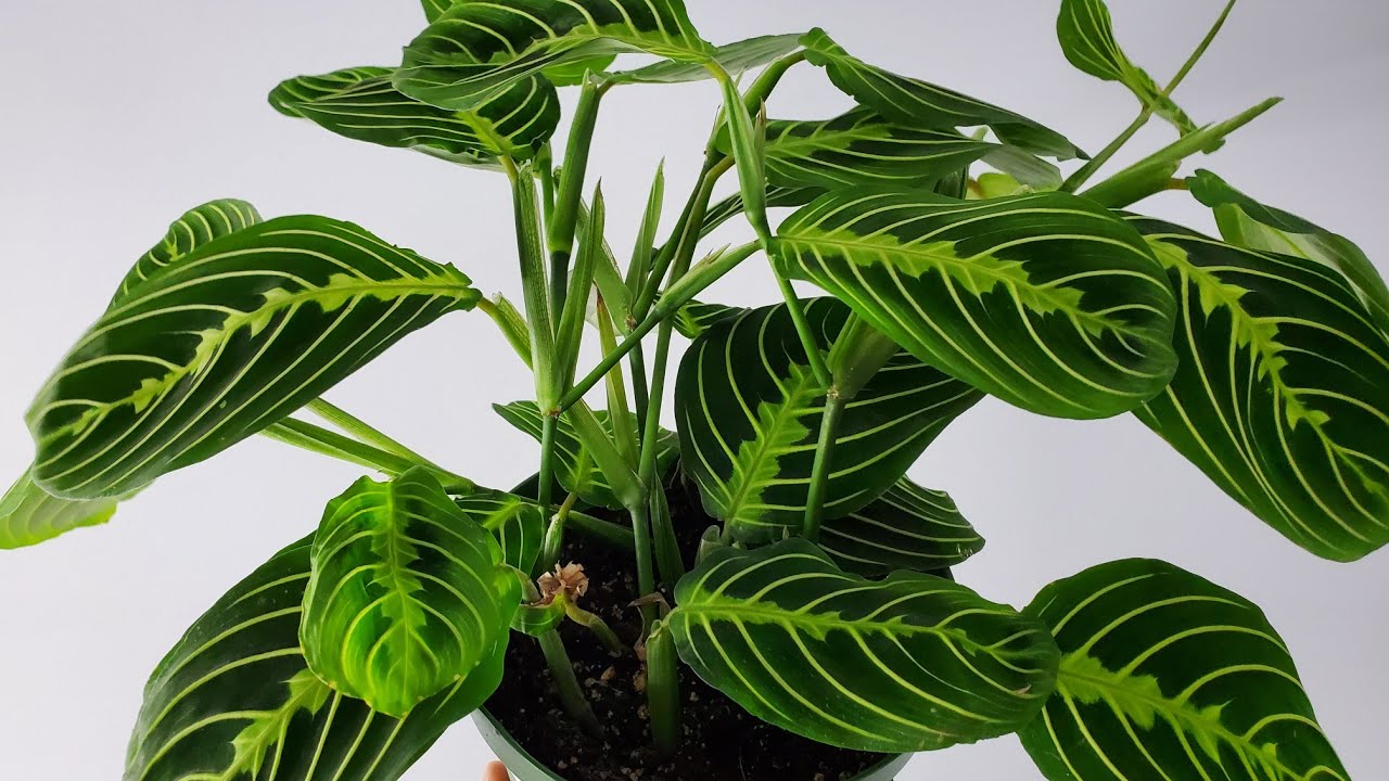 Tout savoir sur les maranta                   Arrosage, bouturage, humidité et plus (maranta care)