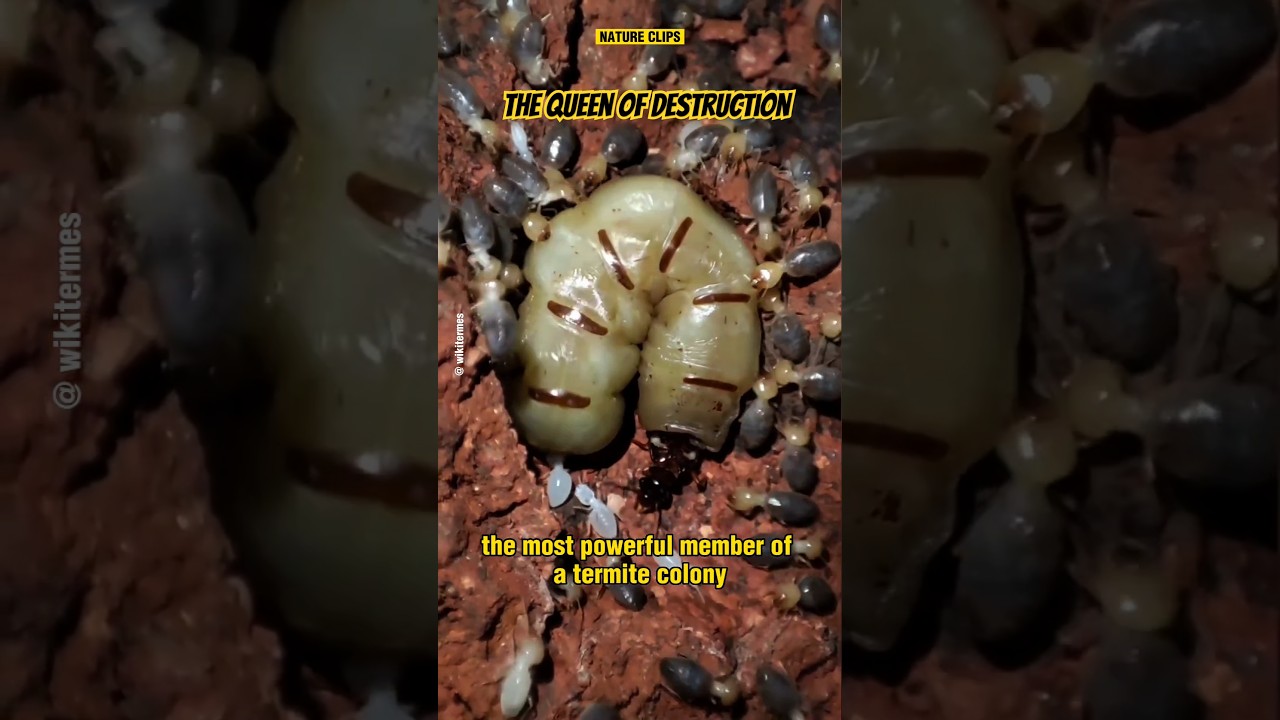 The Fascinating World of the Termite Queen #termite