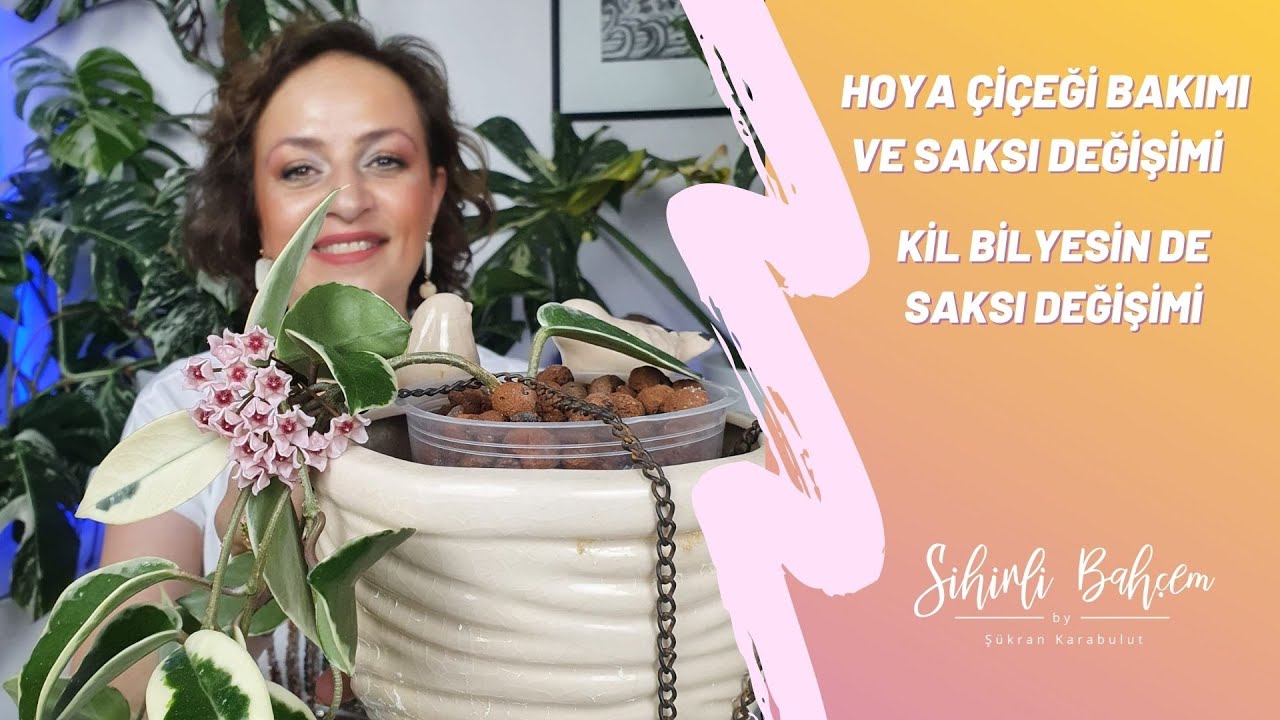 Hoya Çiçeği Bakımı ve Saksı Değişimi | Kil Bilyesin de Saksı Değişimi