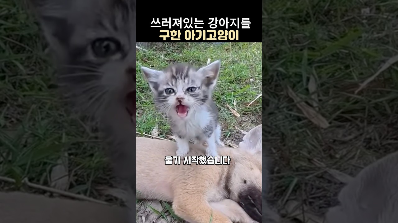 강아지를 구해달라며 수의사에게 도움요청한 아기고양이 #강아지구조#고양이구조#아깽이구조