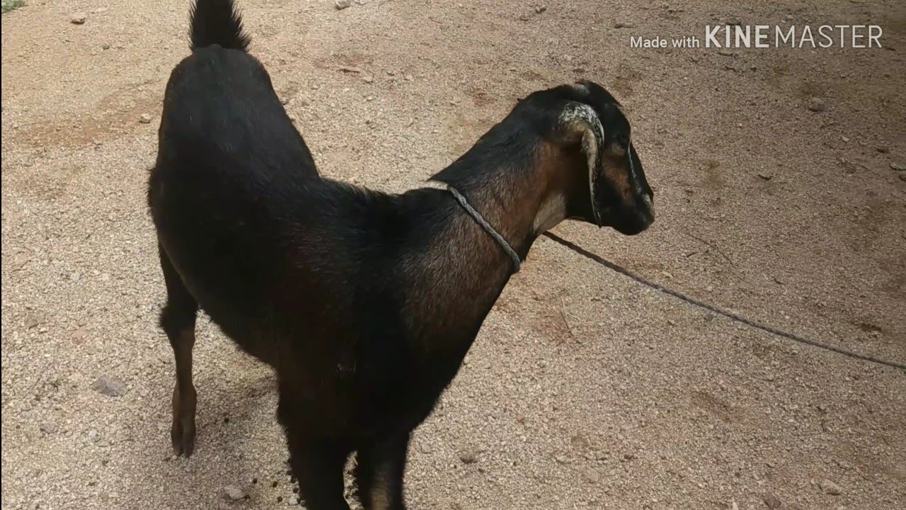 PAIN FUL NECK BENDING IN GOAT HOW VET TREATED, /WRY NECK/ TORTICOLLIS IN GOAT
