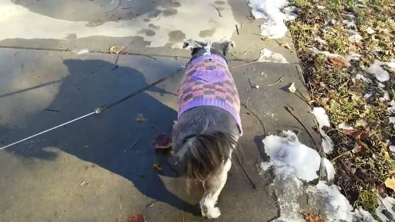 Going For A Winter Walk With Zoe - Part 1