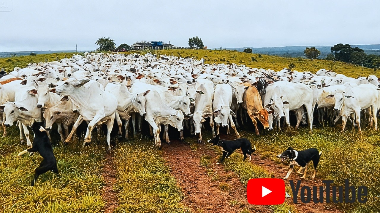 ESTOURO de BOIADA! 🔥 4 BORDER COLLIES Conduzindo Quase 400 Cabeças de Gado!