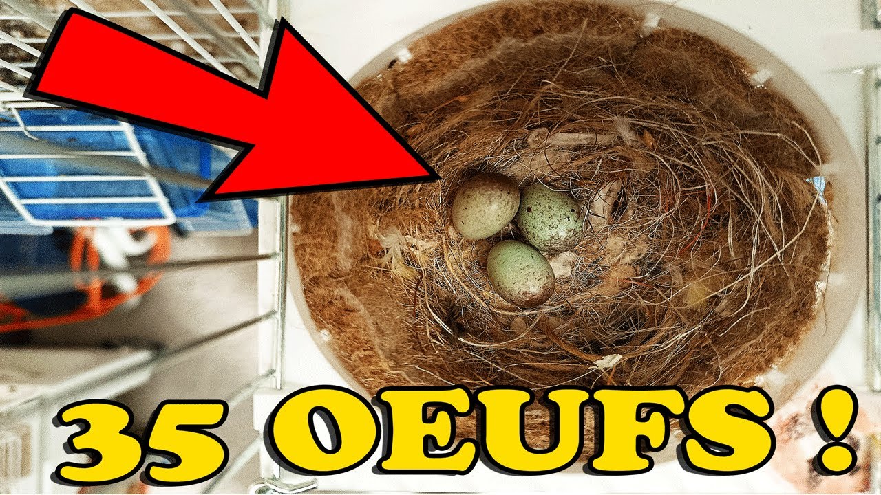 35 ŒUFS EN 10 JOURS ! 🥚 Mon secret pour lancer la saison Canaris 2026