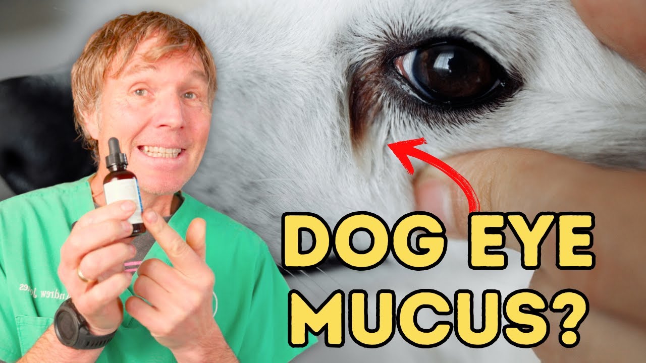 Dog Eye Mucus?  Holistic Answers
