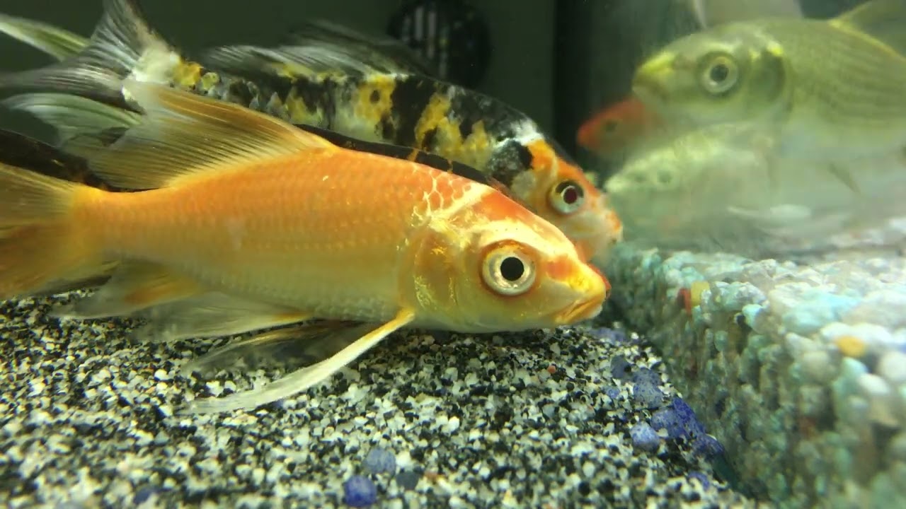 🐟Curiosità sulle Carpe Koi🐠