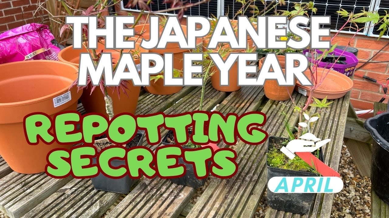 How YOU can grow Japanese Maples in Pots: Simple Success!