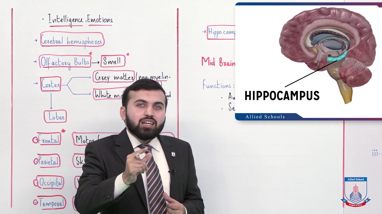 Class 10 - Biology - Chapter 12 - Lecture 4 CNS (Brain part 2) - Allied Schools