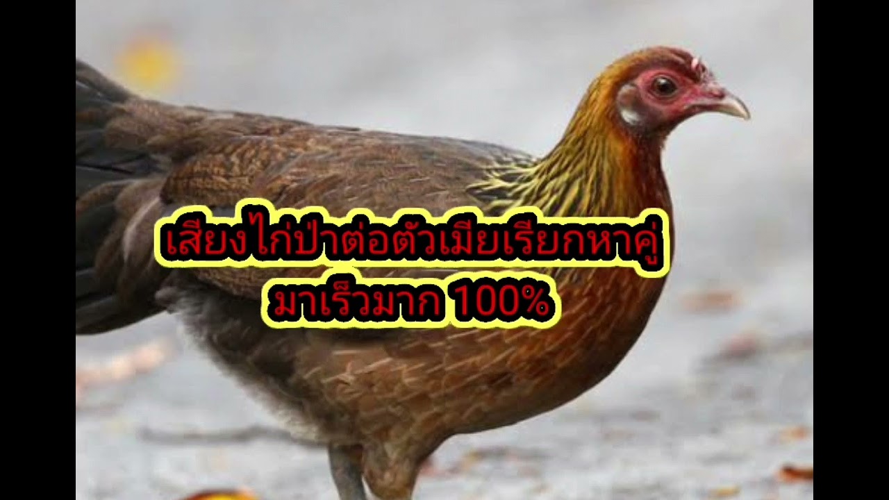 เสียงไก่ป่าต่อตัวเมียเรียกหาคู่ #เสียงไก่ป่าตัวเมีย #ไก่ป่า