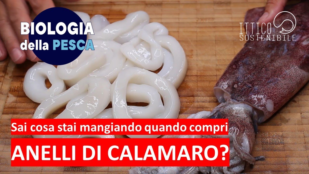Anelli di calamaro o calamaro ad anelli?