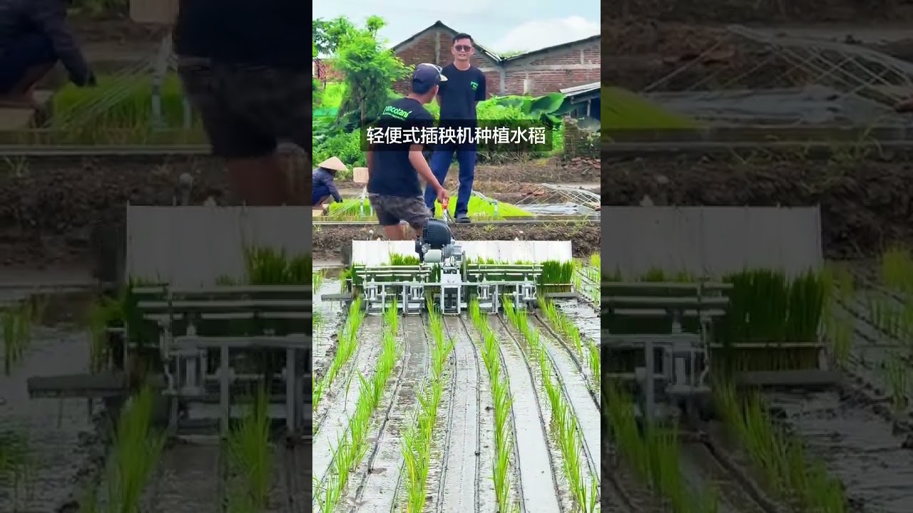 #Transplanting rice seedlings season#Agricultural machinery#Rice cultivation#Rice transpla
