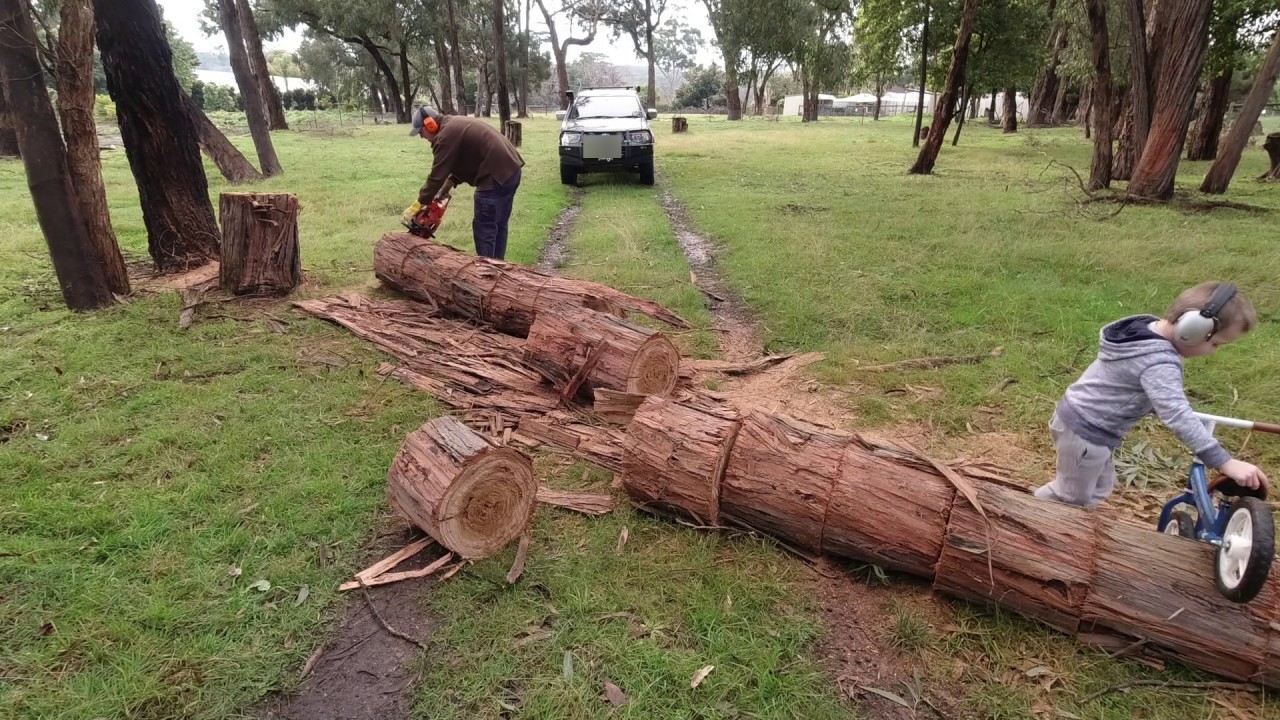 Firewood collecting with the kids