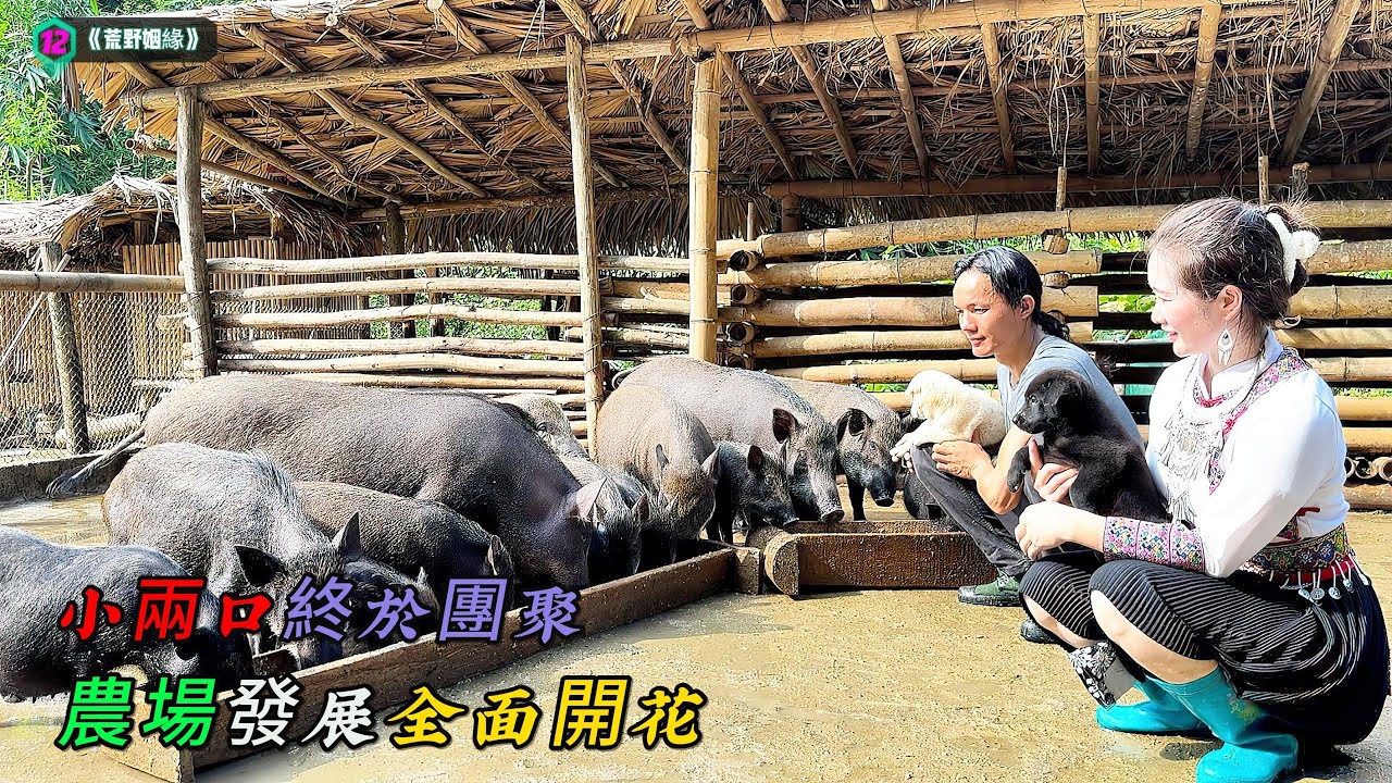 農場發展全面開花，小兩口終於團聚《荒野姻緣》12