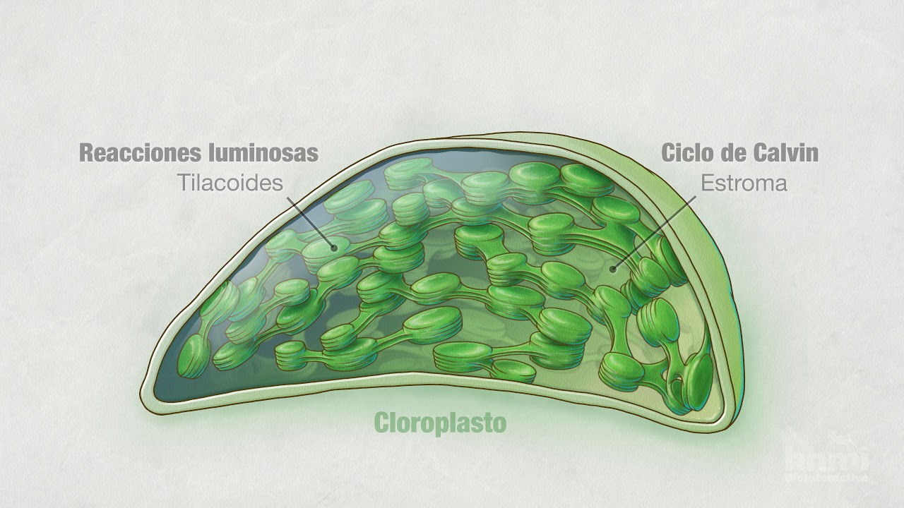 Fotos&iacute;ntesis: Parte 4: Cloroplastos | Video HHMI BioInteractive