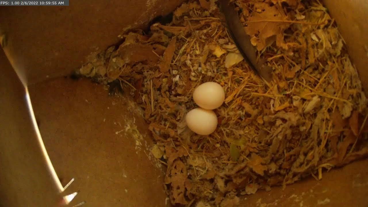 Lovebirds nest