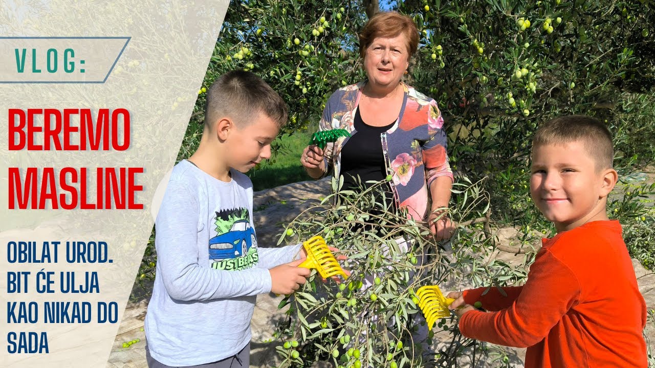 Obiteljska BERBA 🫒🫒MASLINA🫒🫒 kod babe i dide. Bogat urod, marenda i ručak.
