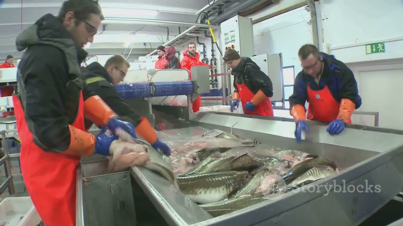 Incredible Catfish Farming: From Hatchery to Plate!#CatfishFarming #Aquaculture #FoodProduction