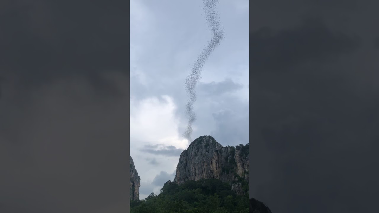 Bats !!!