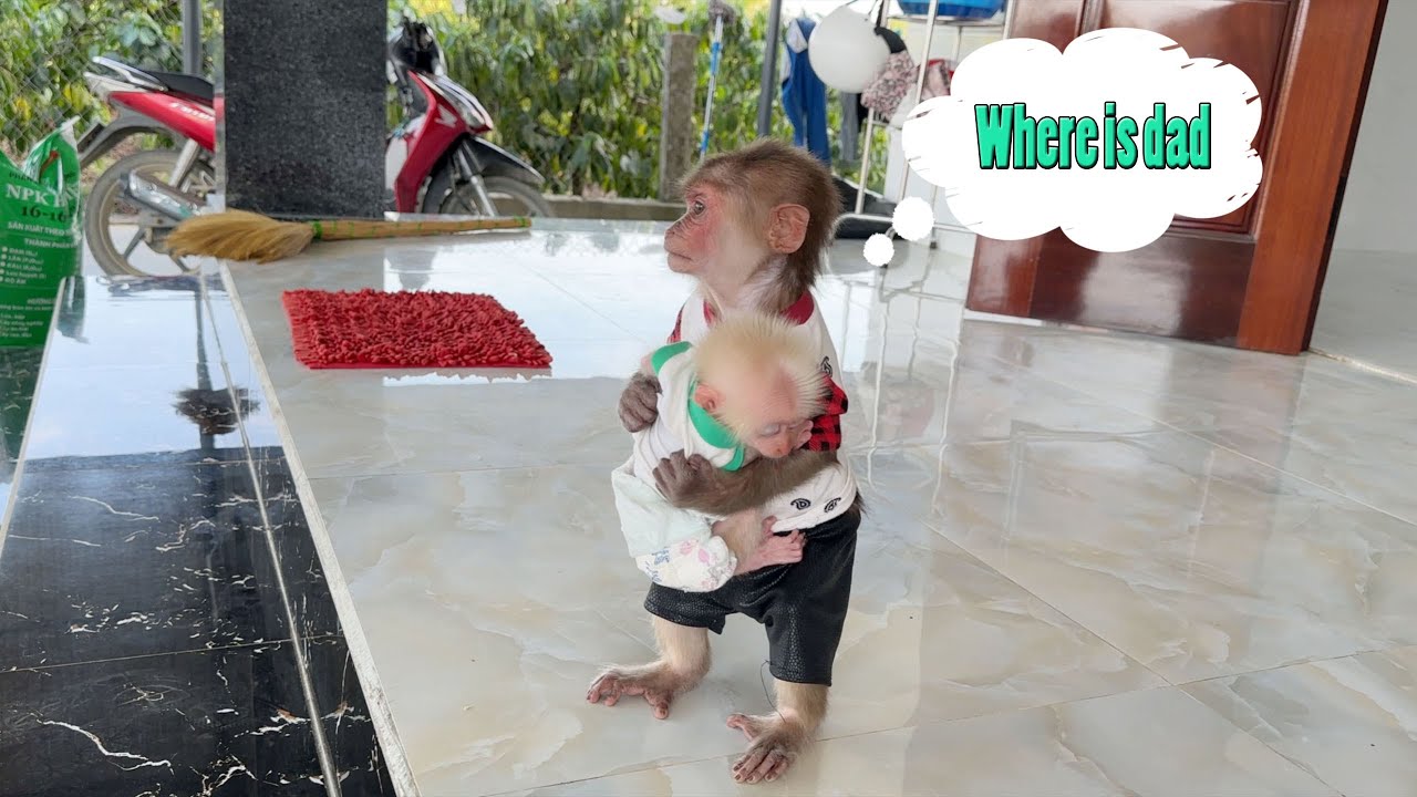 The clever monkey SinSin hugs baby monkey ZiZi when he is hungry and runs to find Dad for help