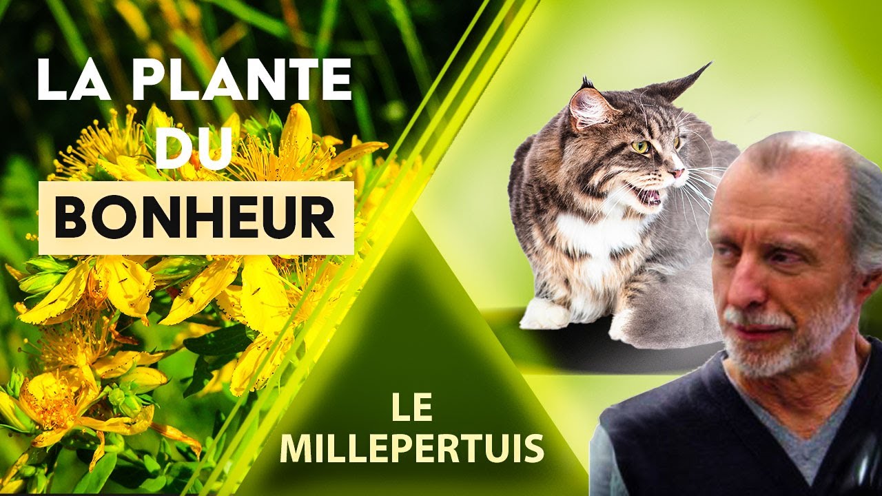Le Millepertuis - le remède pour la dépression