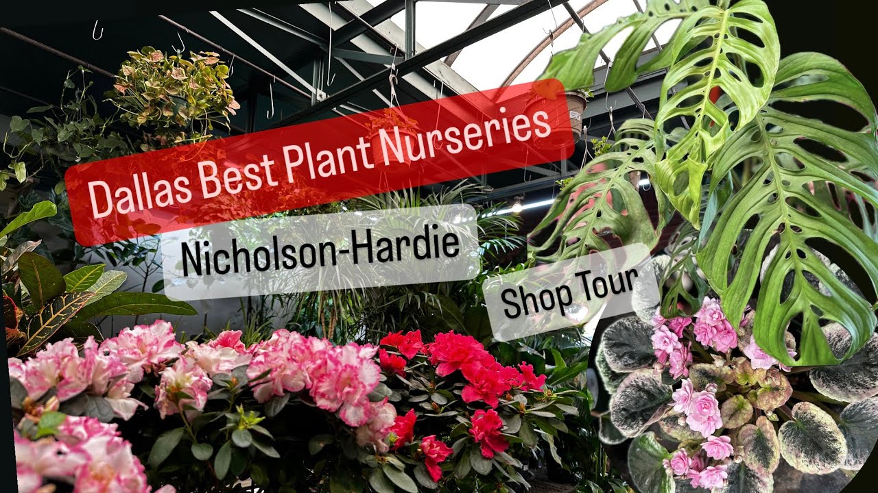 Best Plant Nurseries in Dallas Nicholson Hardie Plant Tour