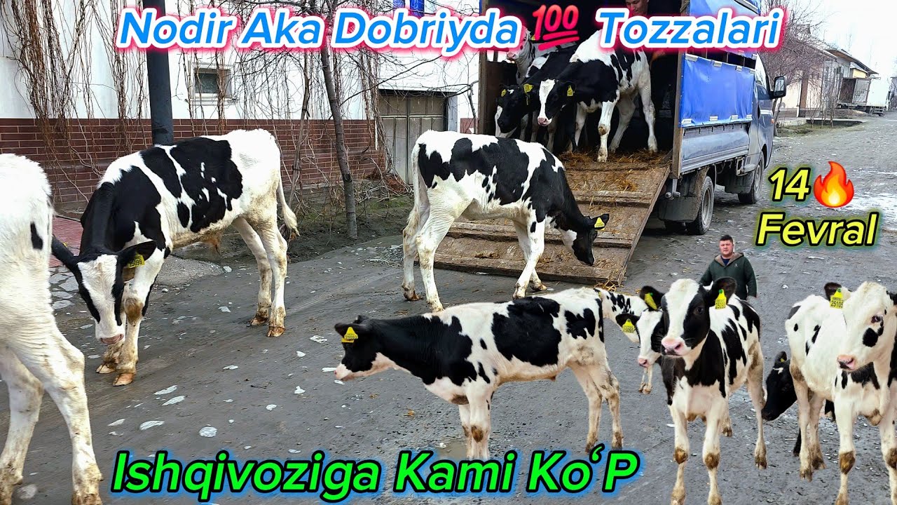 ☎️50.900.09.04✅️ ISHQIVOZIGA 8️⃣BOSH 💯TOZZA💯 MUNCHOQLARI KELDI👍KOʻRIB KOʻZ QUVNAYDI #cow#dangalsavdo
