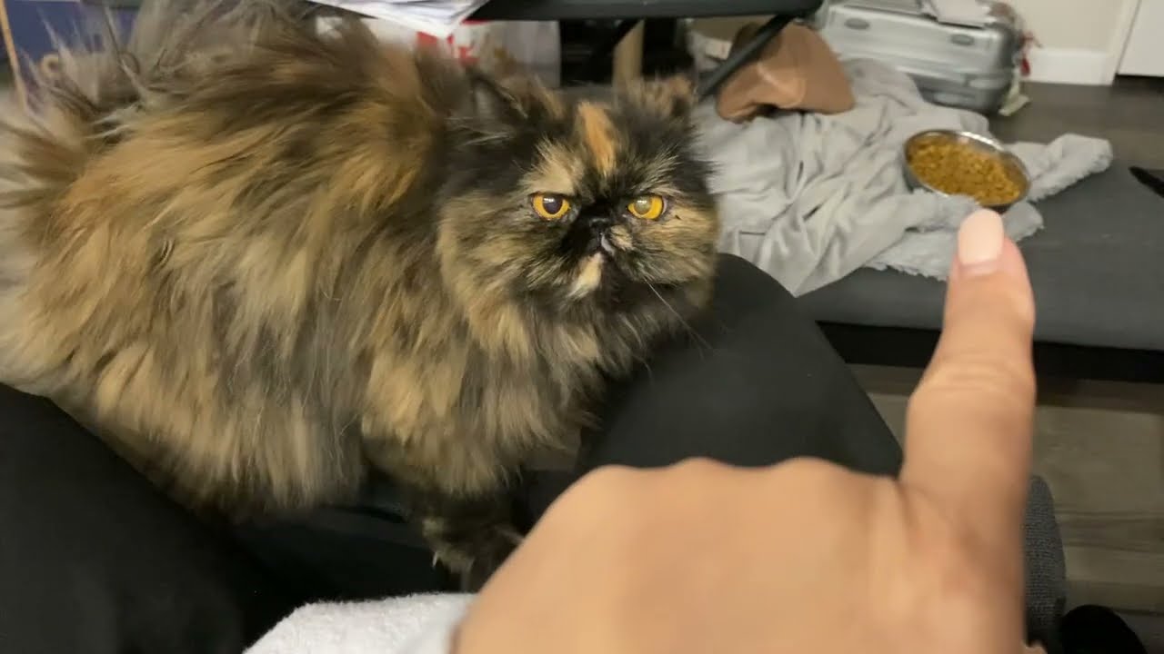 Cutest Persian Tortie 🐈‍⬛ walks all over me! Cutest Kitty video