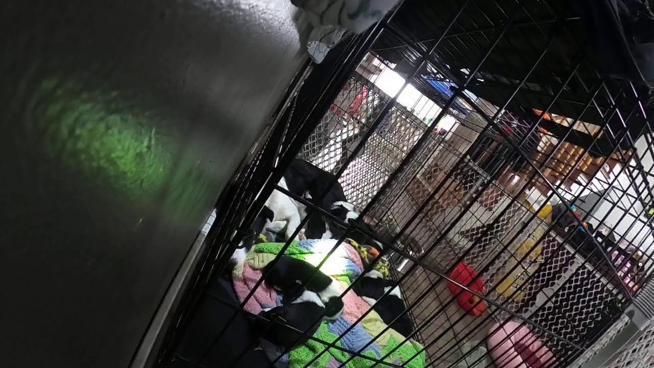 Mia and Her Newborn Puppies
